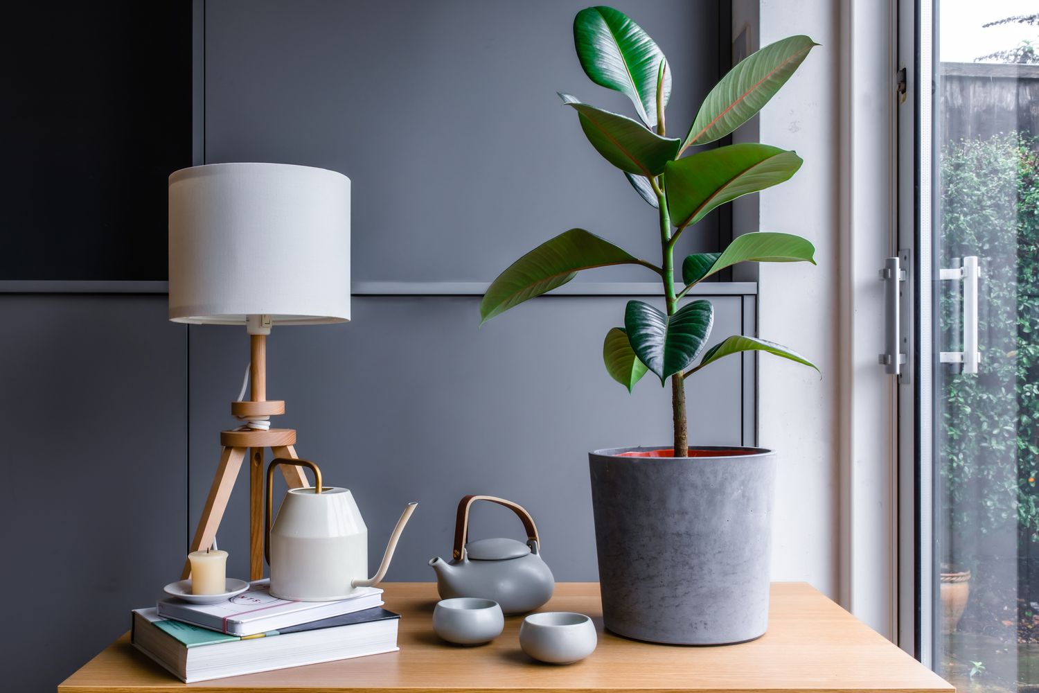 Rubber Tree